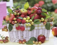 Православная молодёжь Хабаровска в день Преображения Господня будет раздавать яблоки и рассказывать о смысле праздника