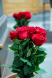 IMG_8273.jpg